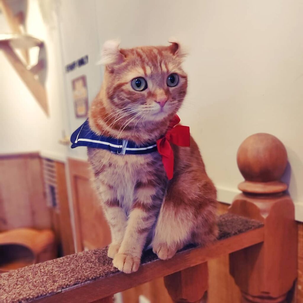 Cat