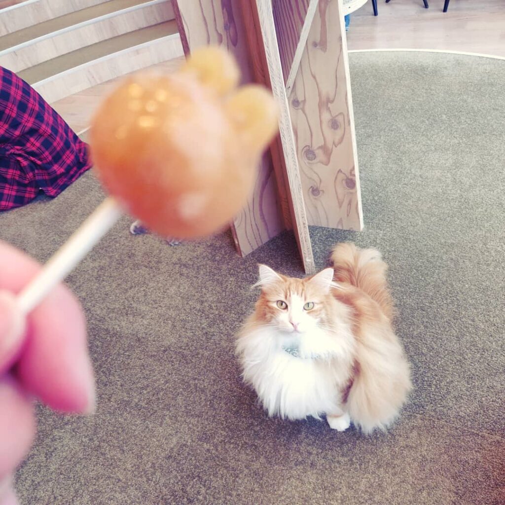 Cat