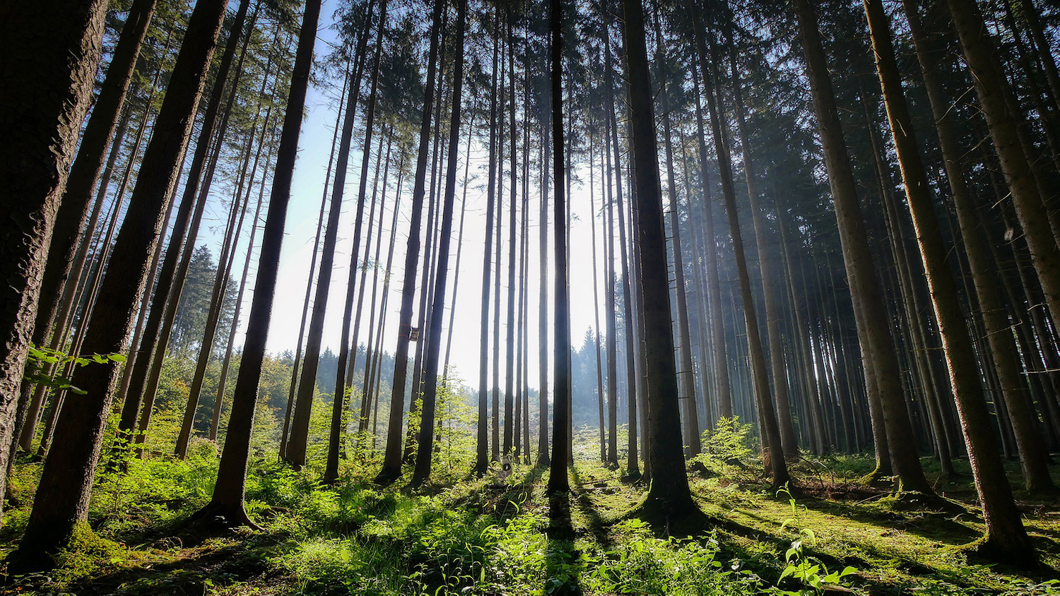 Forest