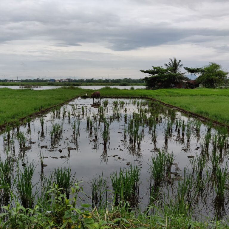 Hoi An flooded rice field