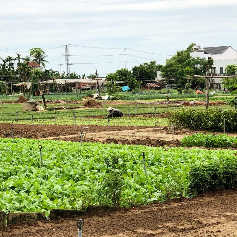 Hoi An Tra Que Vegetable Village